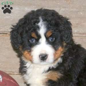 Zane, Bernese Mountain Dog Puppy