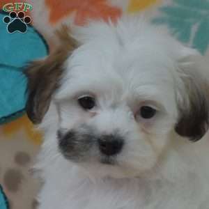 Zinnia, Teddy Bear Puppy