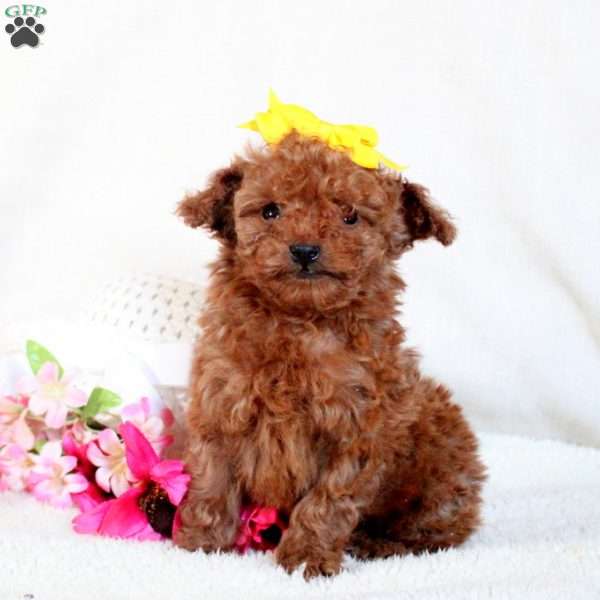 Zoey, Toy Poodle Puppy