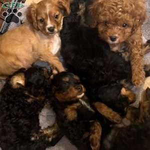 Oliver, Cavapoo Puppy