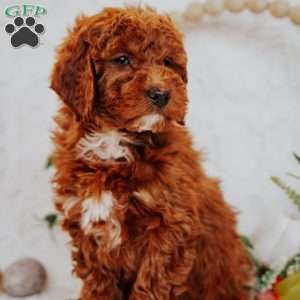 Angel, Mini Goldendoodle Puppy