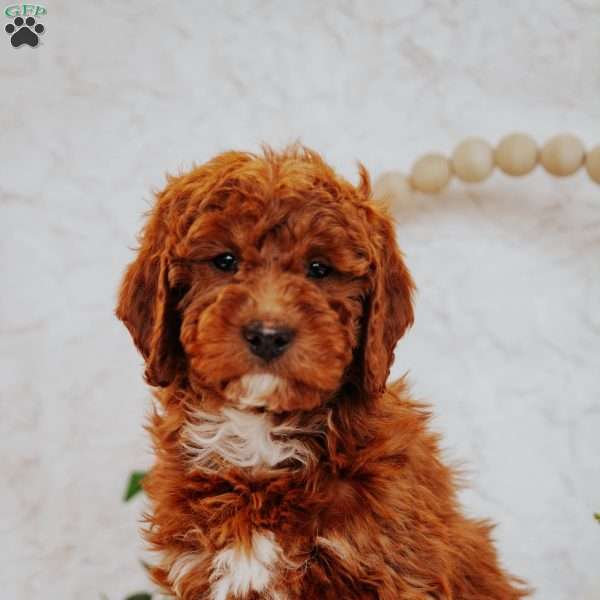 Angel, Mini Goldendoodle Puppy