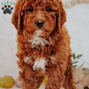 Angel, Mini Goldendoodle Puppy