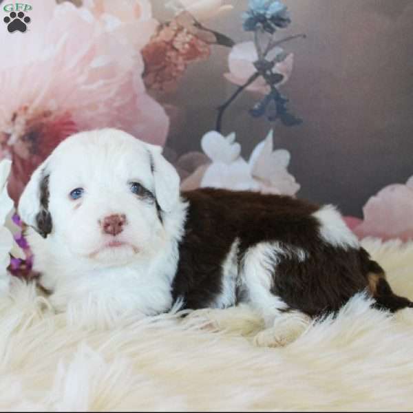 Claire, Mini Aussiedoodle Puppy