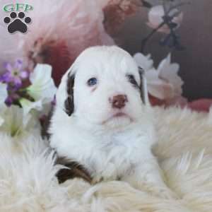 Claire, Mini Aussiedoodle Puppy