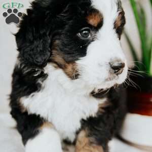 Bailey, Bernedoodle Puppy