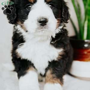 Bailey, Bernedoodle Puppy