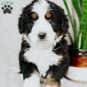 Bailey, Bernedoodle Puppy