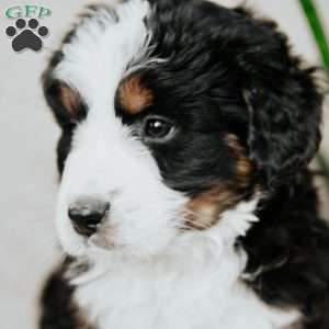 Bailey, Bernedoodle Puppy