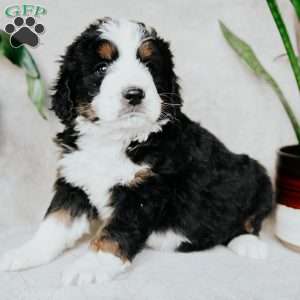 Bailey, Bernedoodle Puppy