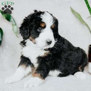 Bailey, Bernedoodle Puppy