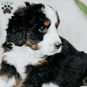 Bailey, Bernedoodle Puppy