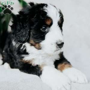 Bailey, Bernedoodle Puppy