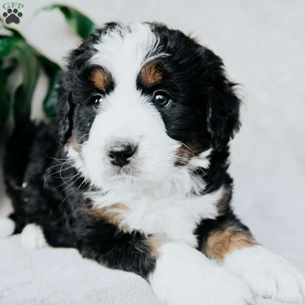 Bailey, Bernedoodle Puppy