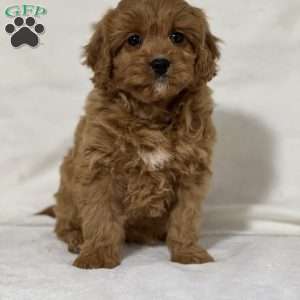 Beauty, Cavapoo Puppy