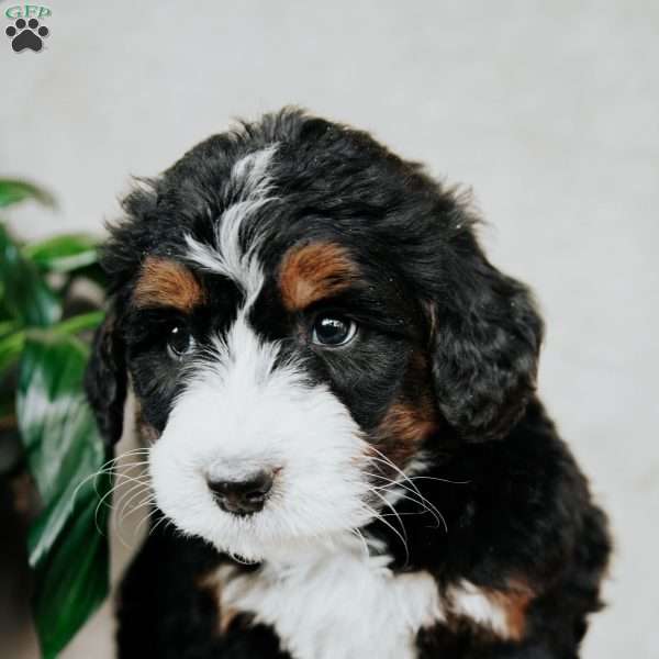 Bella, Bernedoodle Puppy