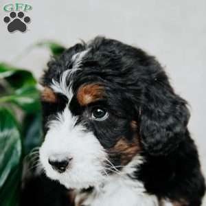 Bella, Bernedoodle Puppy