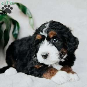 Bella, Bernedoodle Puppy