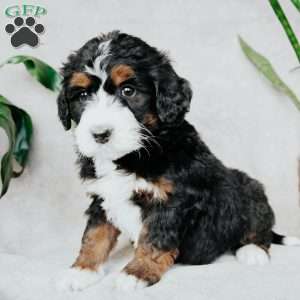 Bella, Bernedoodle Puppy