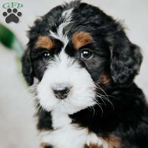 Bella, Bernedoodle Puppy