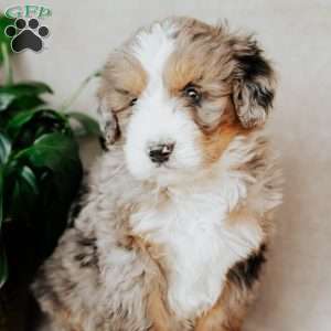 Benny, Bernedoodle Puppy