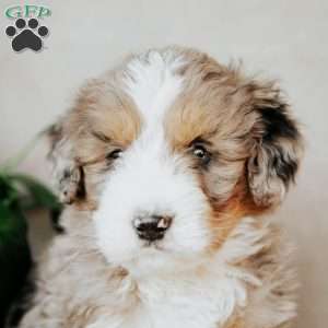 Benny, Bernedoodle Puppy