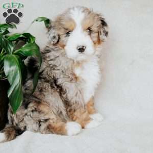 Benny, Bernedoodle Puppy