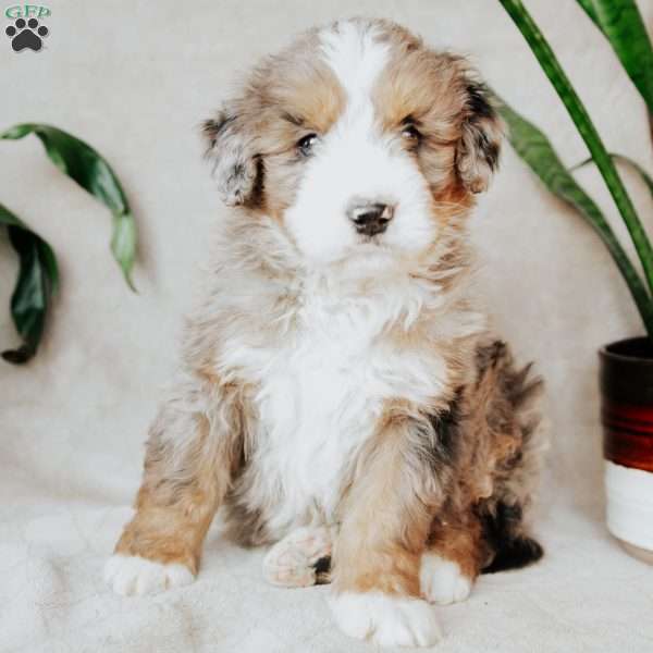 Benny, Bernedoodle Puppy