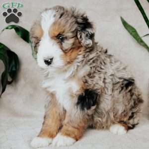 Benny, Bernedoodle Puppy