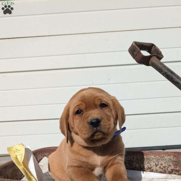 Sailor, Fox Red Labrador Retriever Puppy