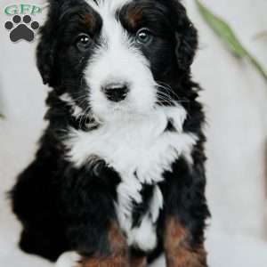 Bobby, Bernedoodle Puppy