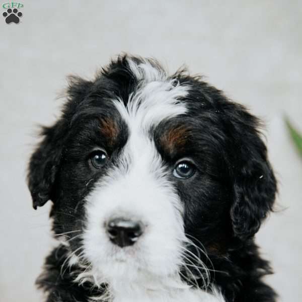 Bobby, Bernedoodle Puppy