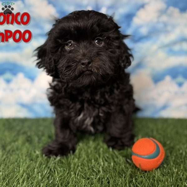 Bronco, Shih-Poo Puppy