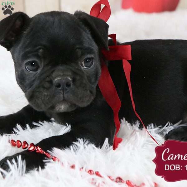 Cameron, French Bulldog Mix Puppy