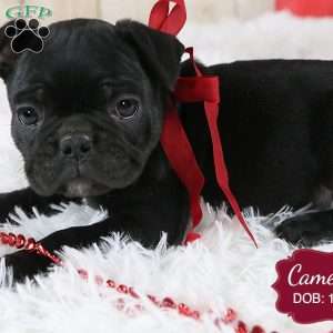 Cameron, French Bulldog Mix Puppy