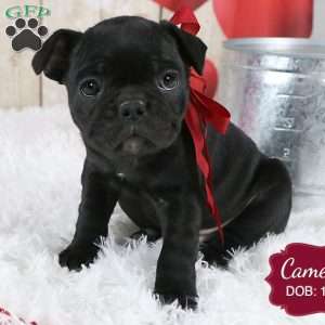 Cameron, French Bulldog Mix Puppy