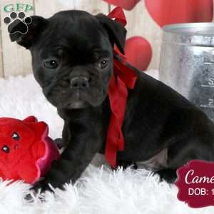 Cameron, French Bulldog Mix Puppy