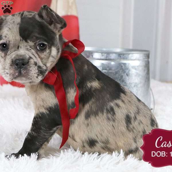 Cassie, French Bulldog Mix Puppy