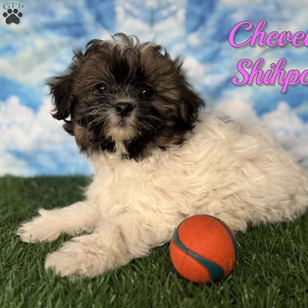 Chevelle, Shih-Poo Puppy