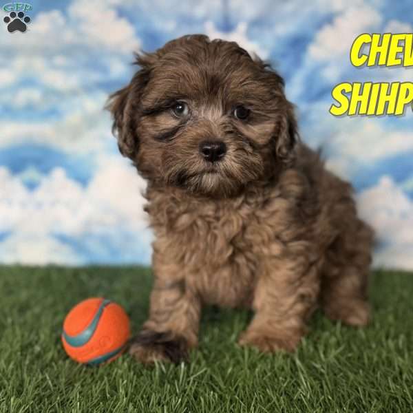 Chevy, Shih-Poo Puppy