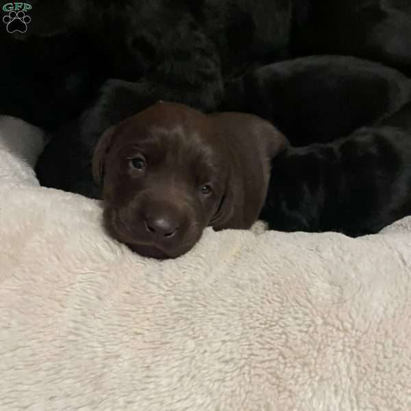 Beth, Chocolate Labrador Retriever Puppy