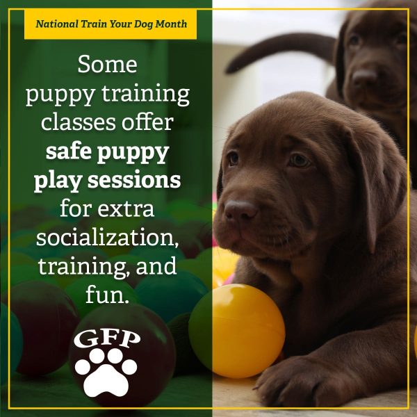 chocolate lab puppy playing for national train your dog month, text on image reads "Some puppy training classes offer safe puppy play sessions for extra socialization, training, and fun. "