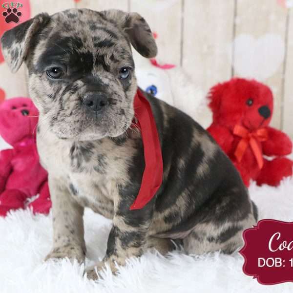 Cody, French Bulldog Mix Puppy