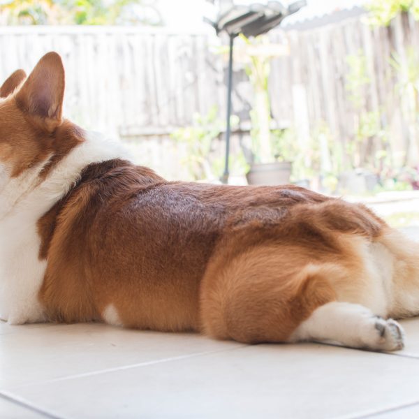 corgi splooting