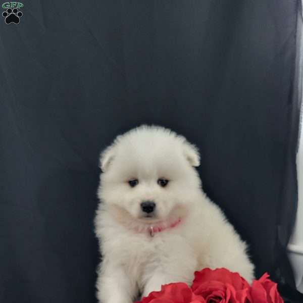 Daisy, Samoyed Puppy