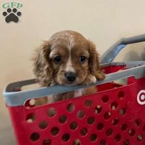 Darla, Cavapoo Puppy