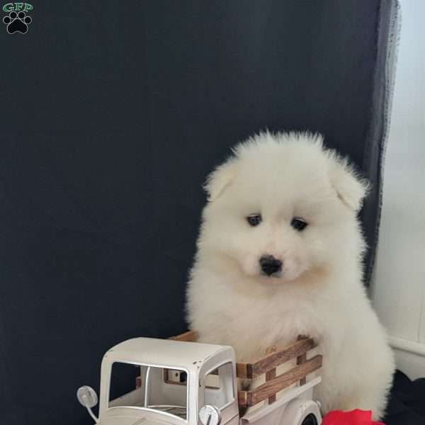 Duke, Samoyed Puppy