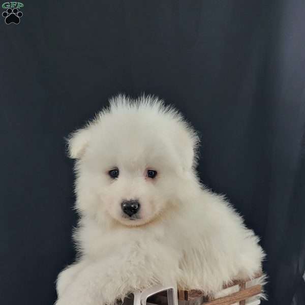 Dusty, Samoyed Puppy