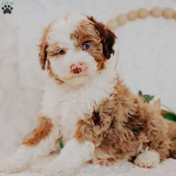 Ellie (Micro Mini), Mini Bernedoodle Puppy