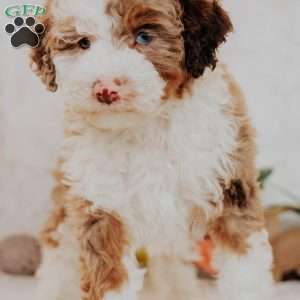 Ellie (Micro Mini), Mini Bernedoodle Puppy